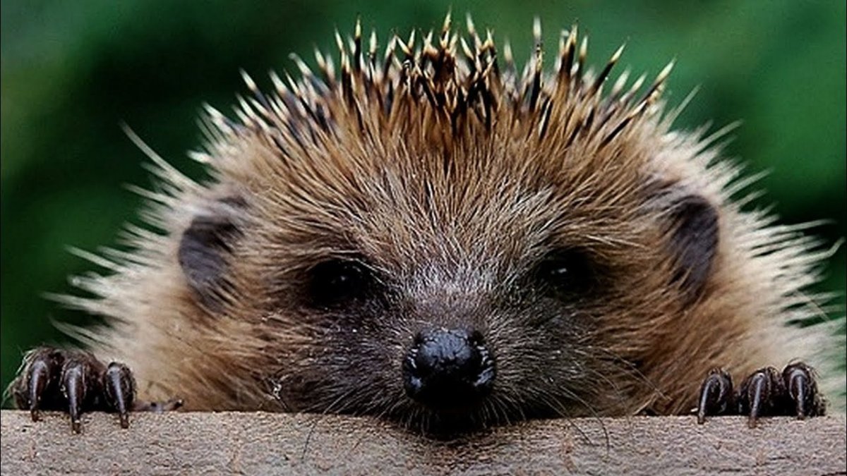 Крутой Ежик