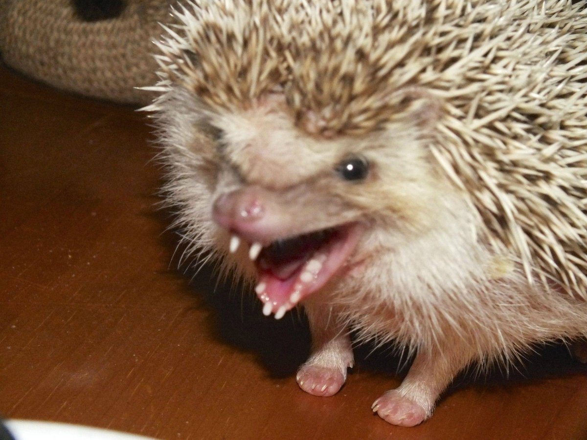 Ежик карикатура