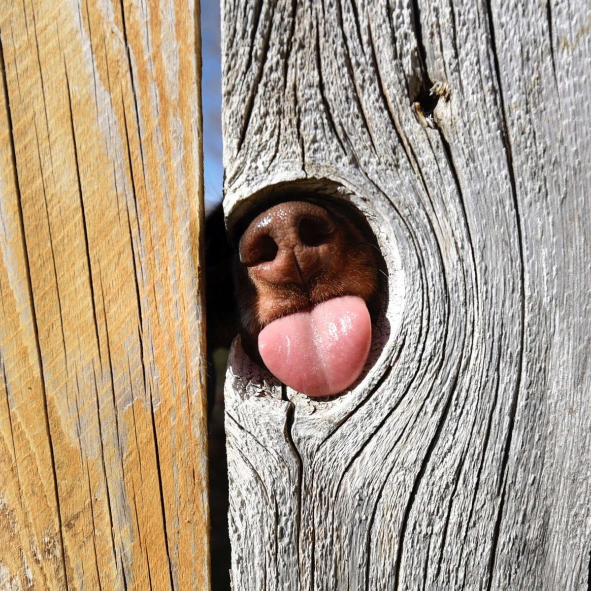 Прикольные рожицы