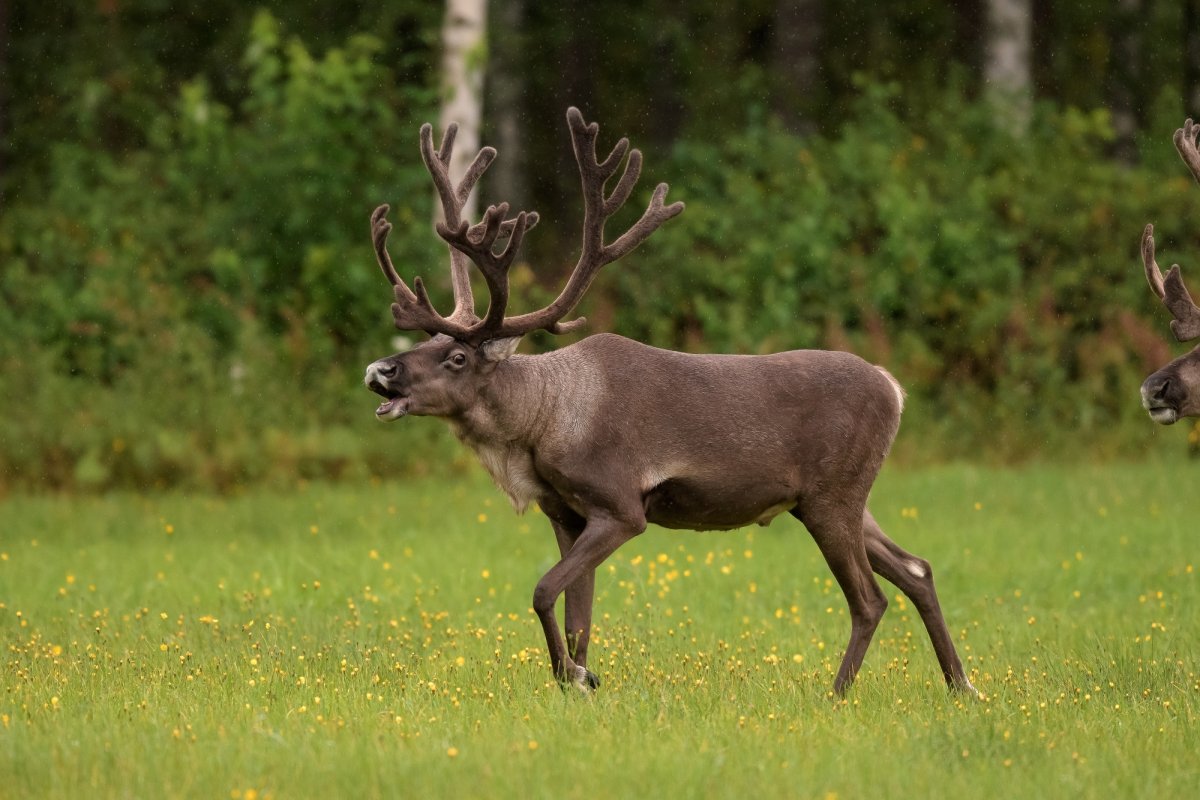 Олень Северный Лесной Сибирский