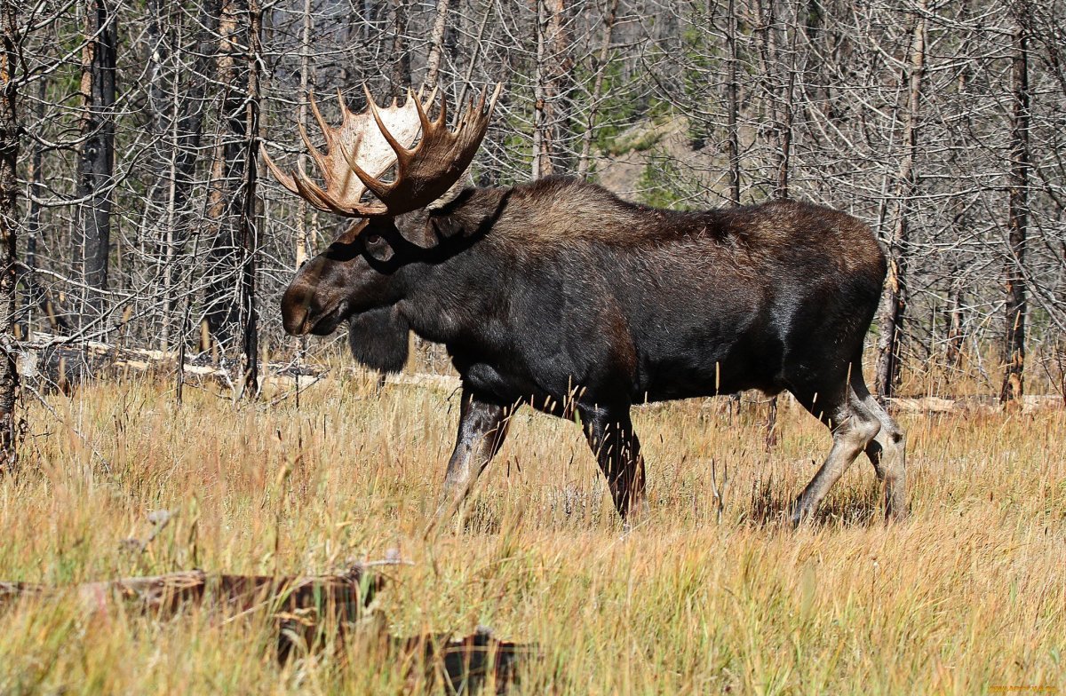 Лось Сибирский