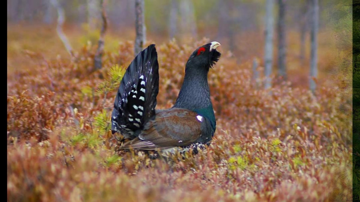 Лапландский заповедник Глухарь