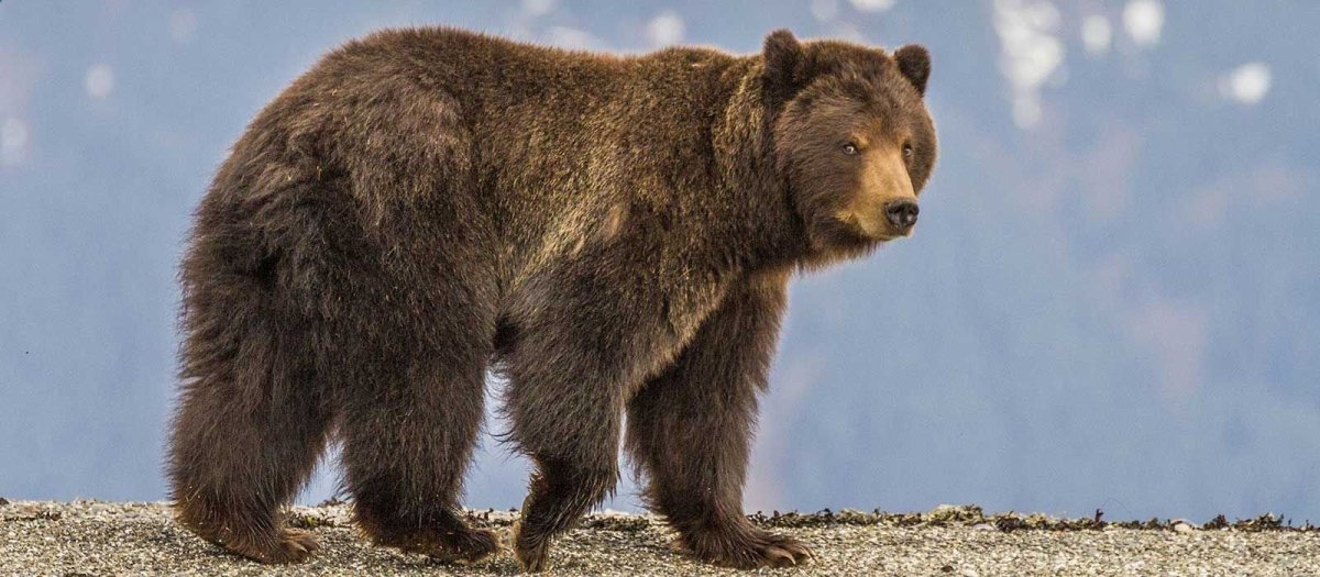 Кавказский заповедник бурый медведь
