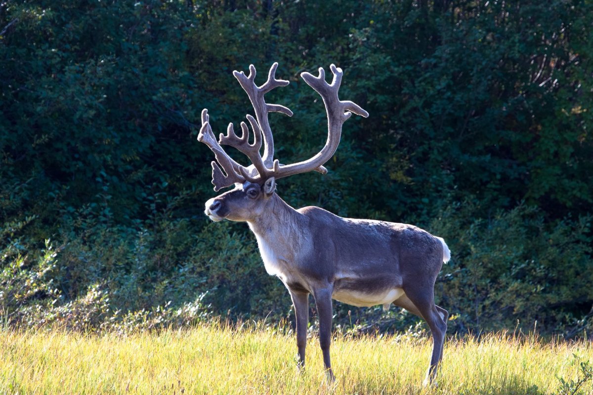 Олениха Карибу
