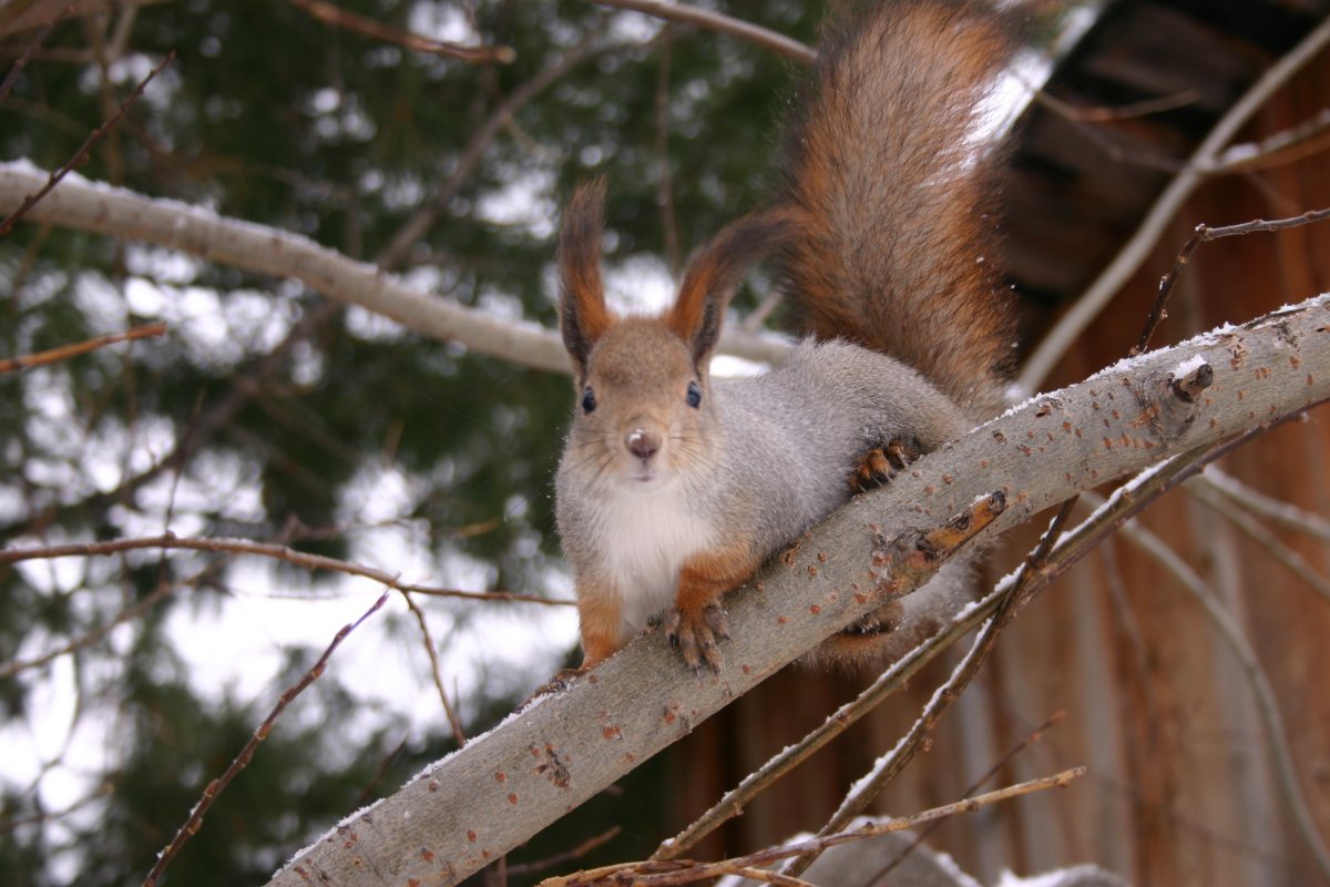 Животные ХМАО Югры