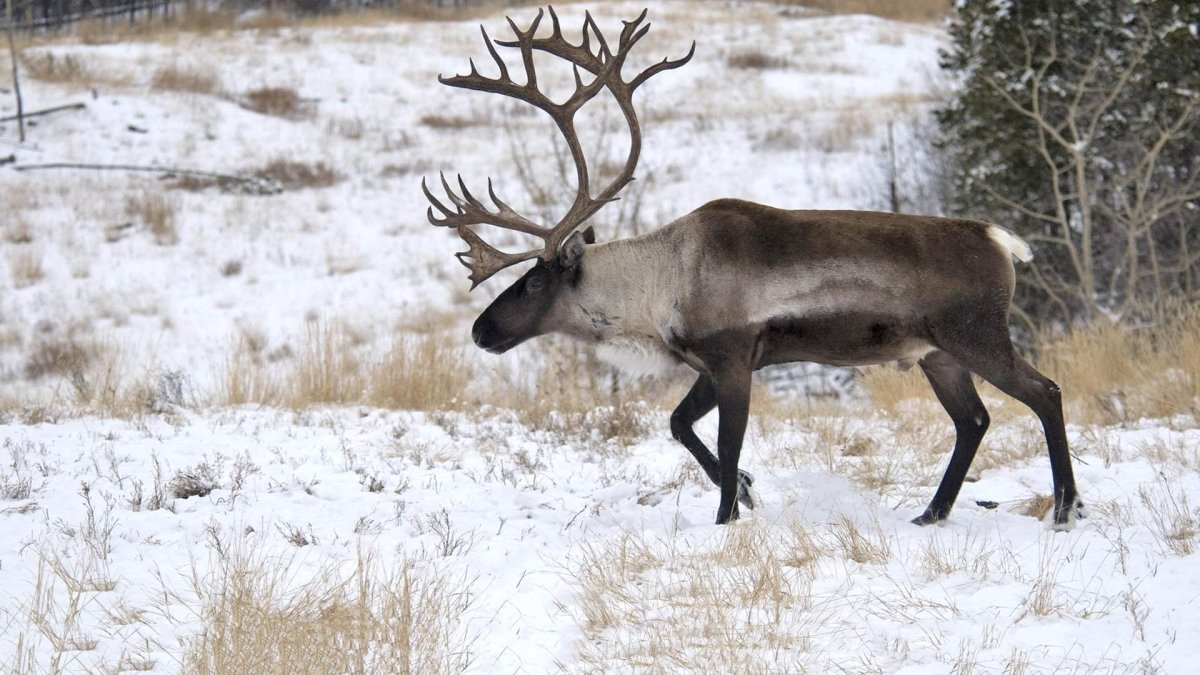 Европейский Северный олень в Кировской области