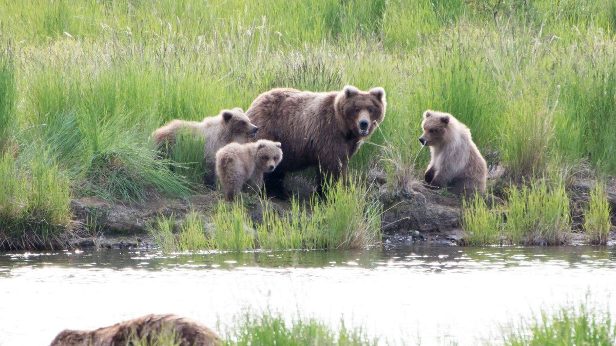 Бурый медведь в ХМАО