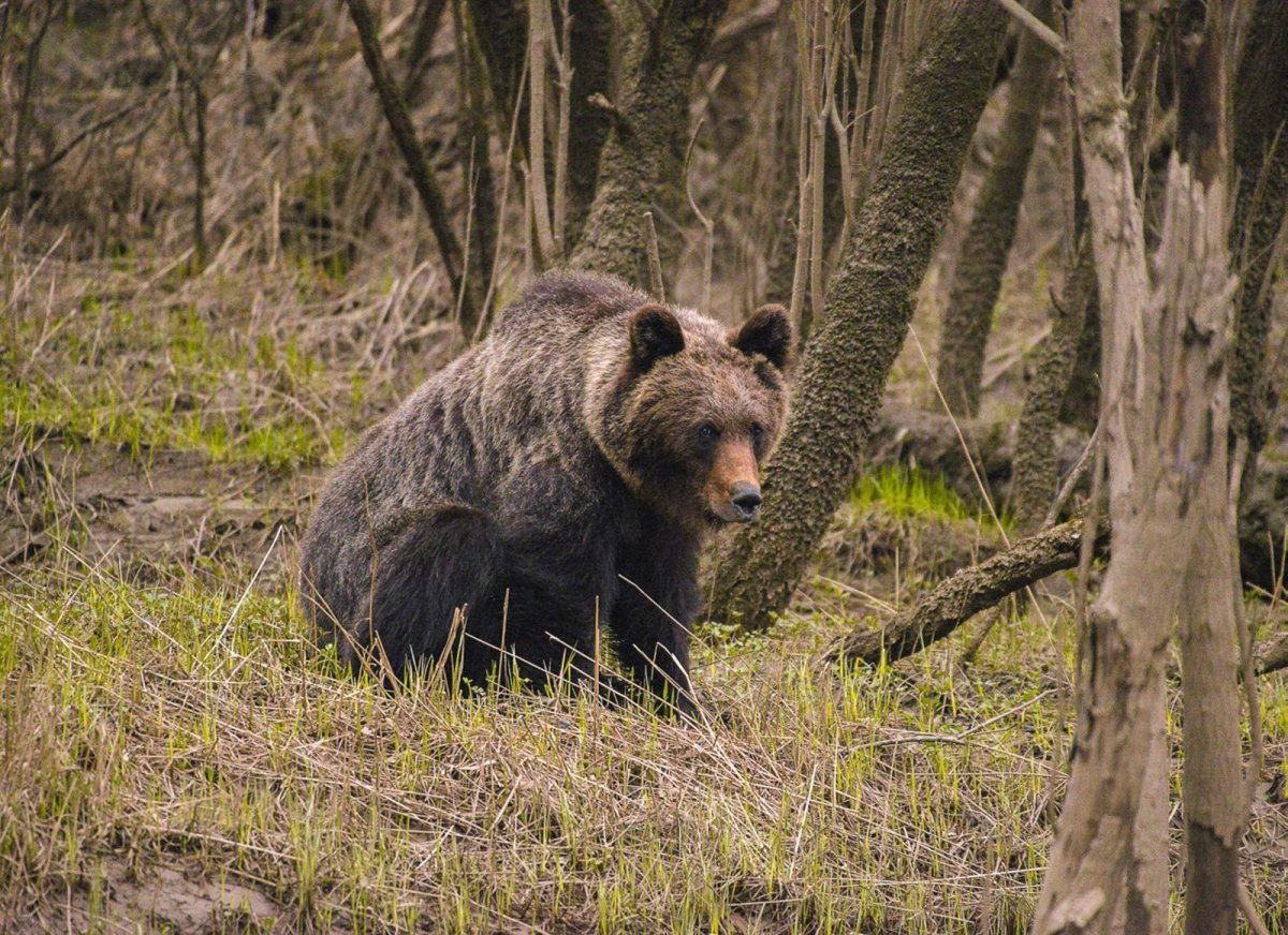 Утки Дикие летают