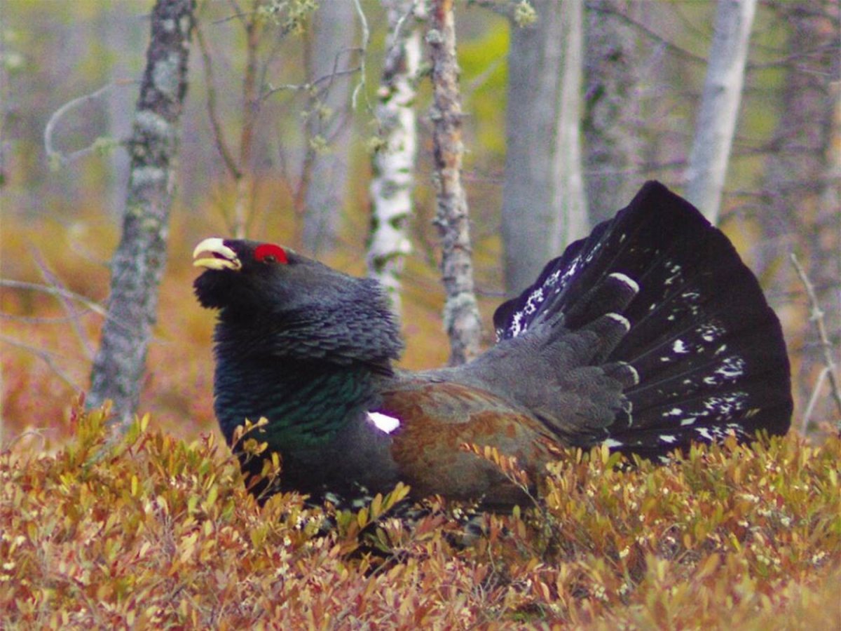 Росомаха Тайга Сибирь