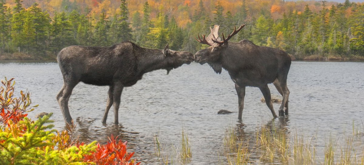 Соболь Томская область