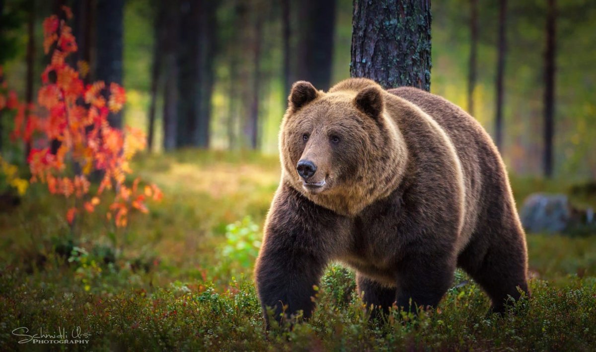 Сибирский бурый медведь