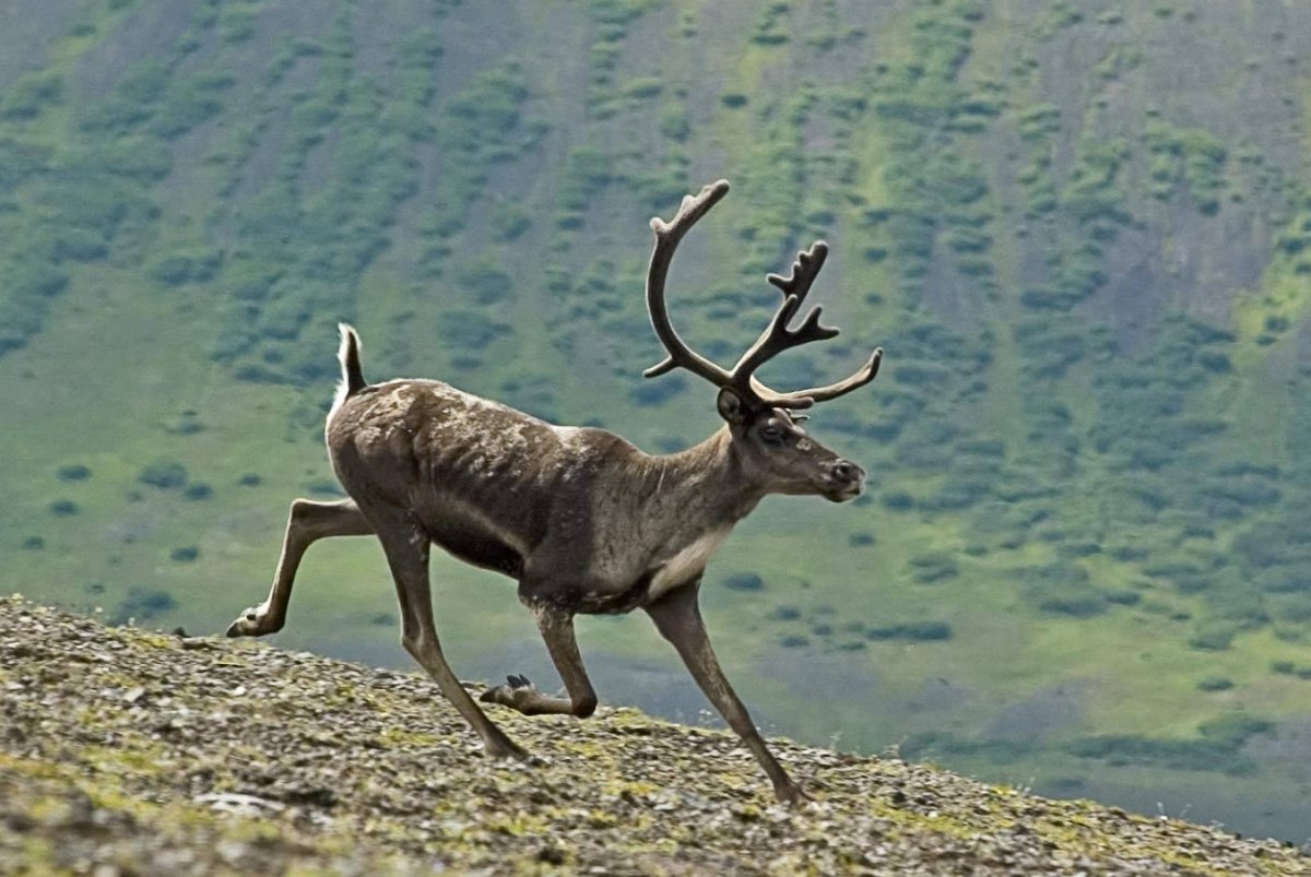 Северный олень ХМАО Югры