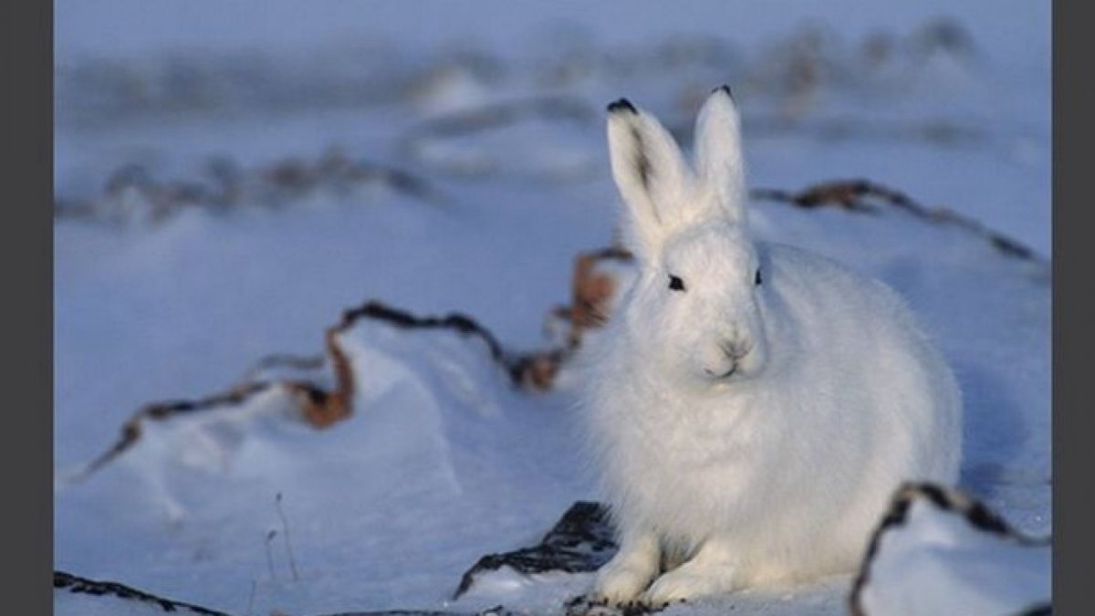 Заяц Беляк в Якутии
