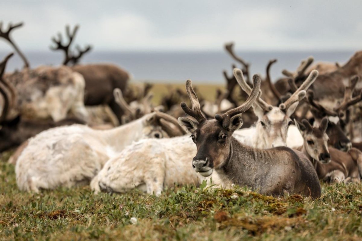 Оленеводство ягель