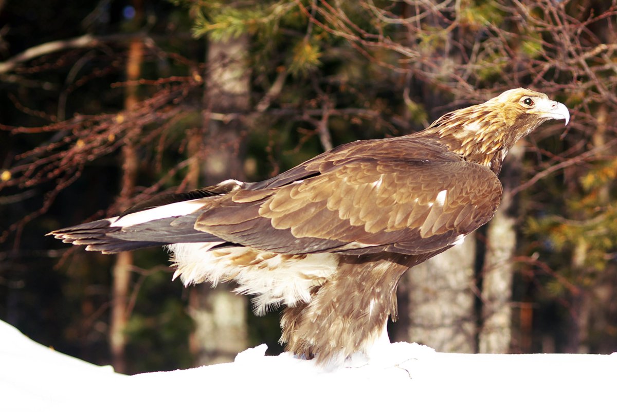 Бурый медведь Буреинский заповедник