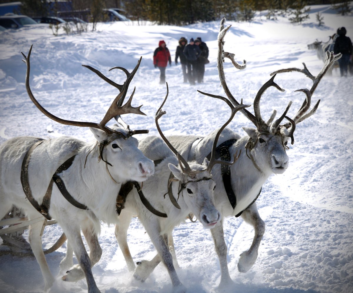 Заповедник Брянский лес заяц Русак