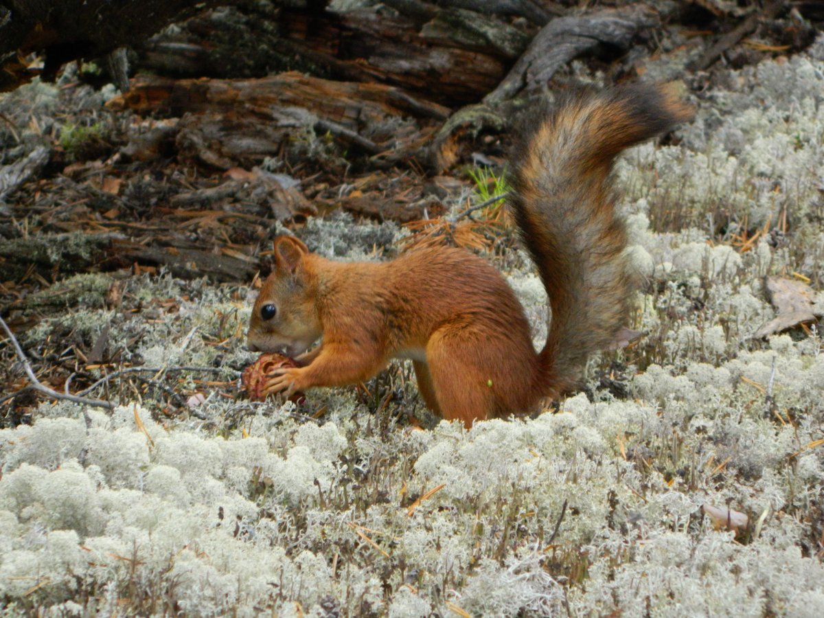 Волк обыкновенный (canis Lupus)