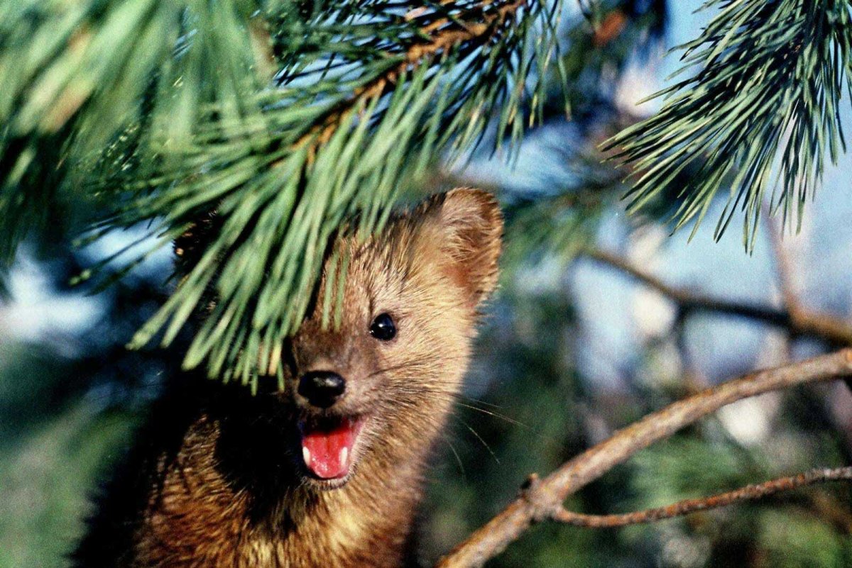 Природный парк Сибирские Увалы