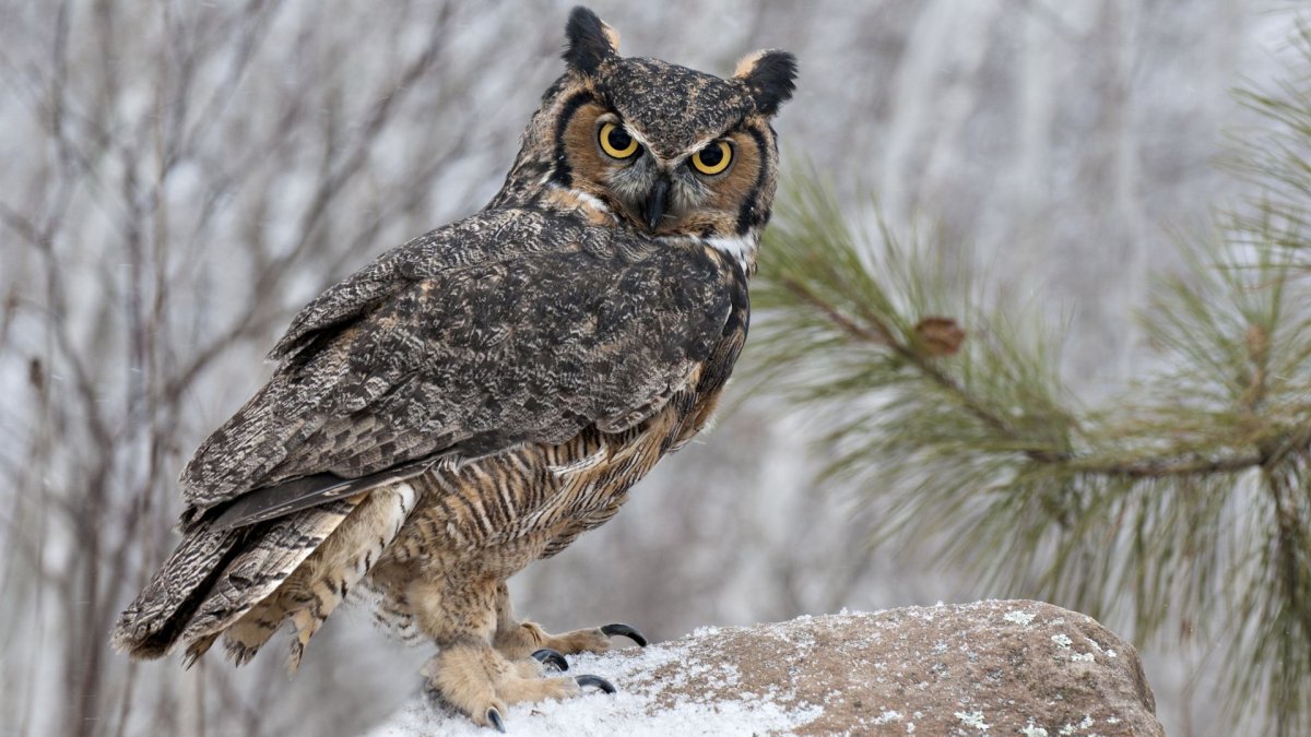 Оленеводы тундра Воркута чум