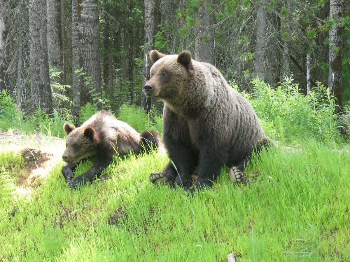 Сохатый Лось Байкал