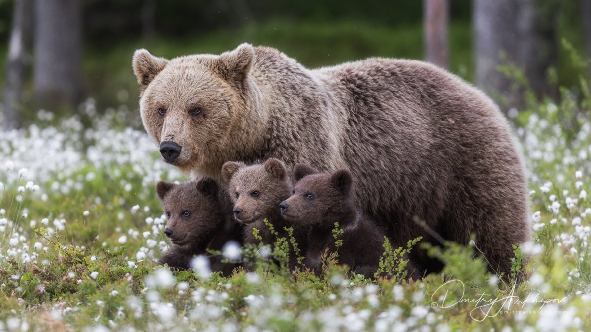 Медведь ХМАО