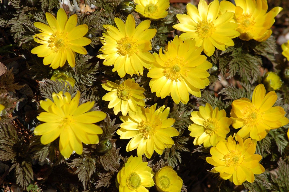 Адонис цветок Луговой