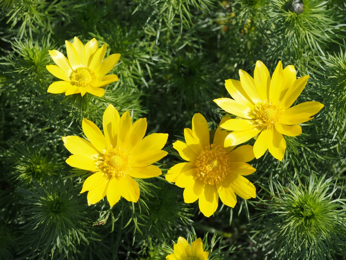 Адонис весенний (Стародубка, горицвет)