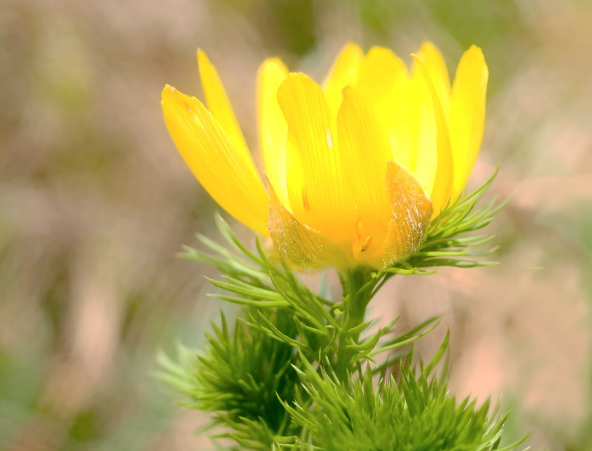 Горицвет Туркестанский