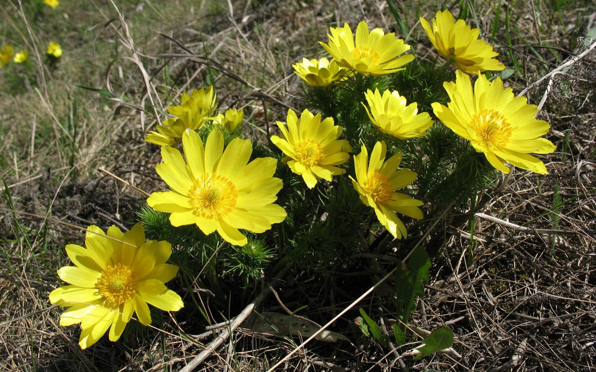 Адонис весенний Краснодарский край