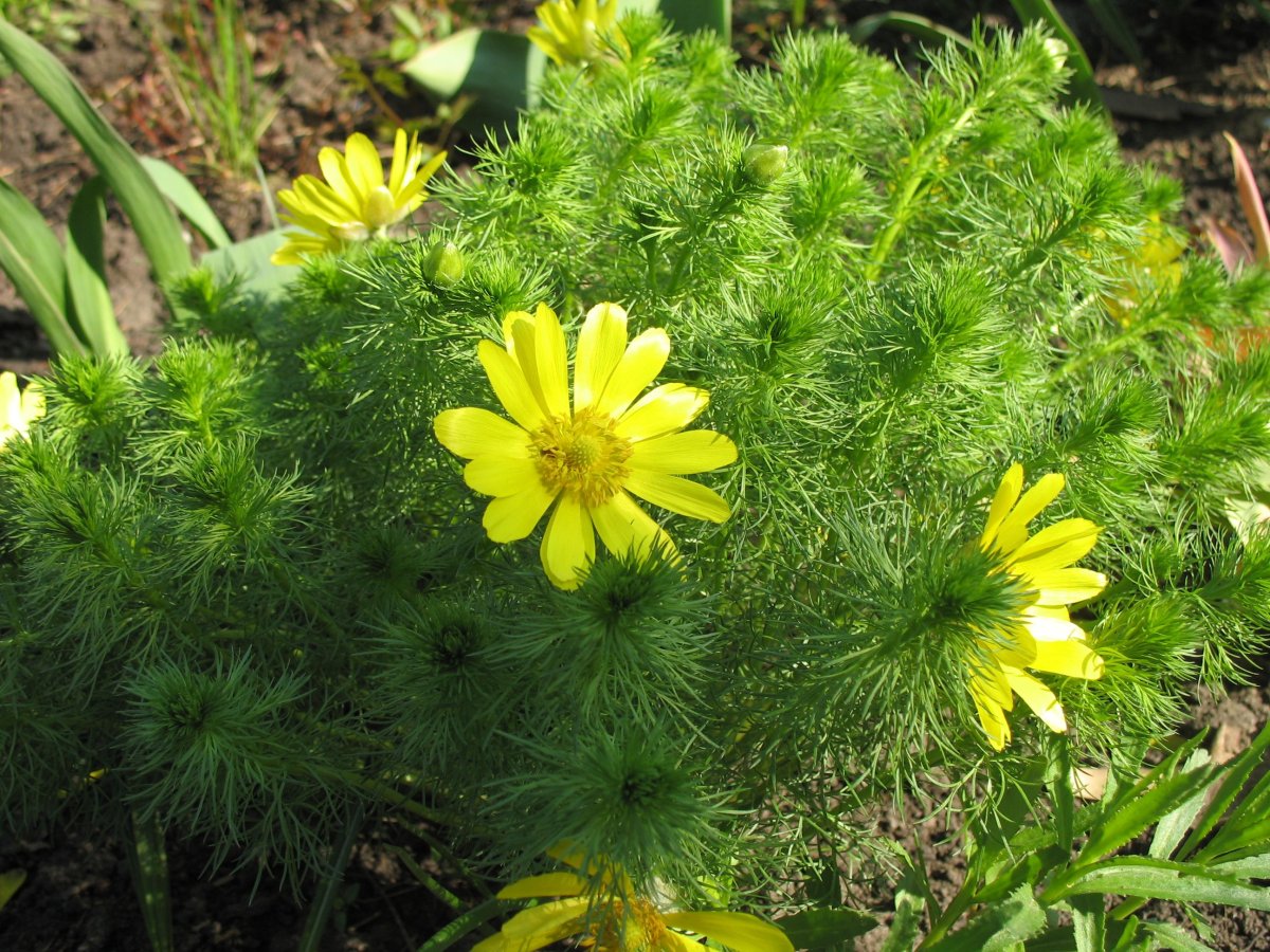 Адонис однолетний