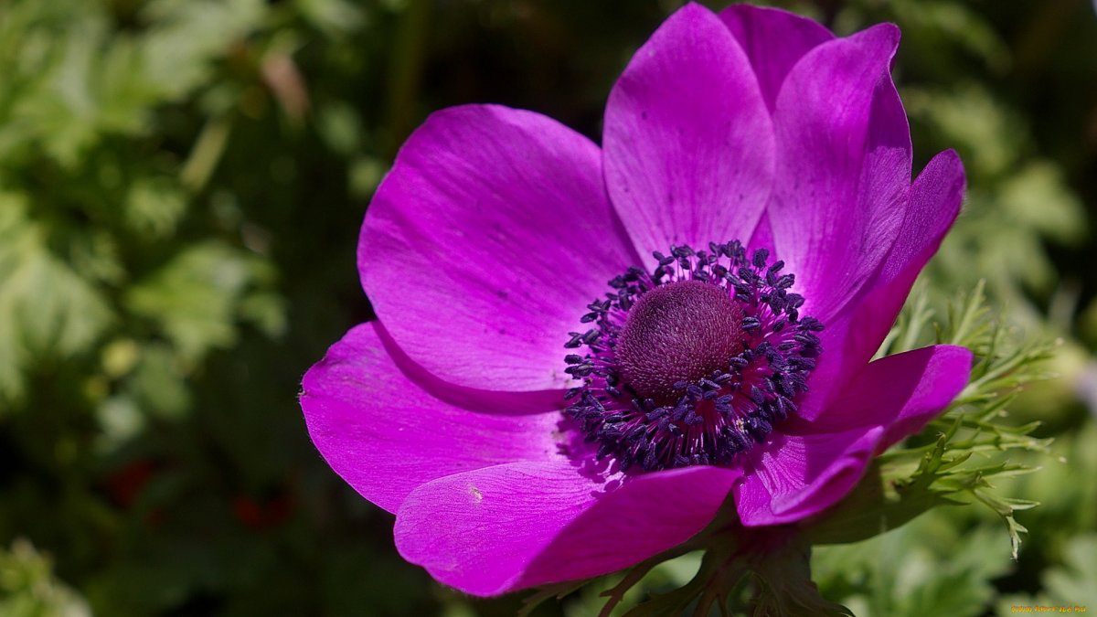 Адонис весенний горицвет