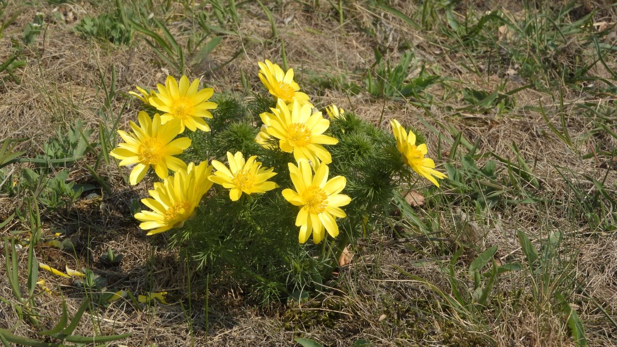 Адонис горицвет