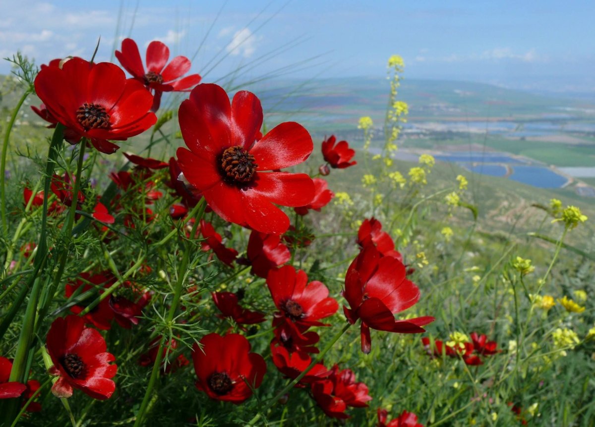 Адонис весенний