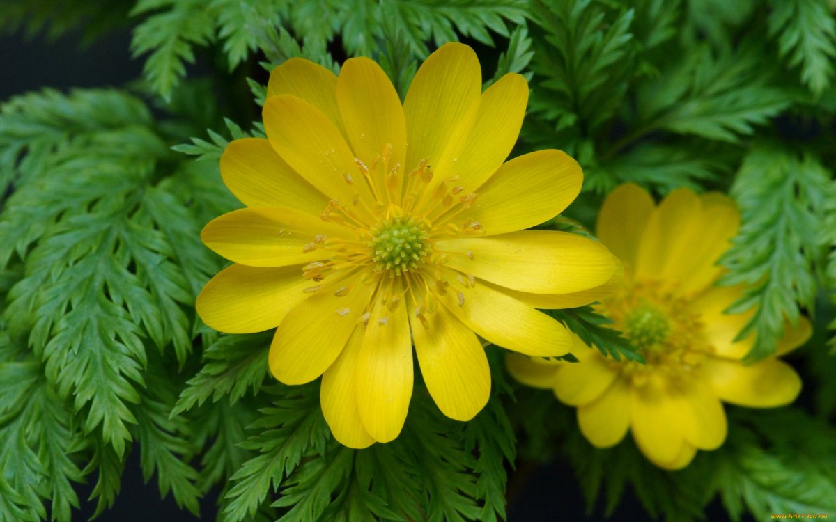 Адонис весенний (лат. Adonis vernalis)
