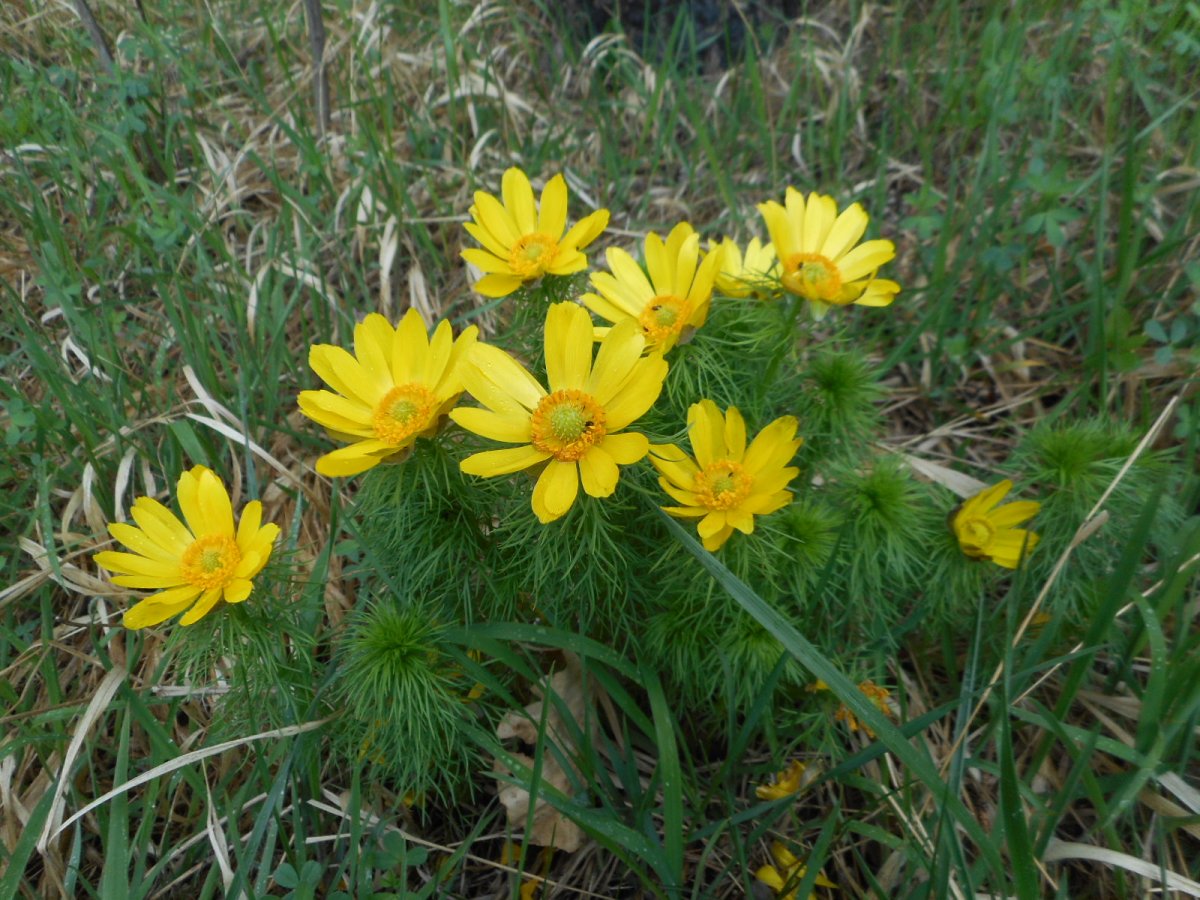 Адонис горицвет