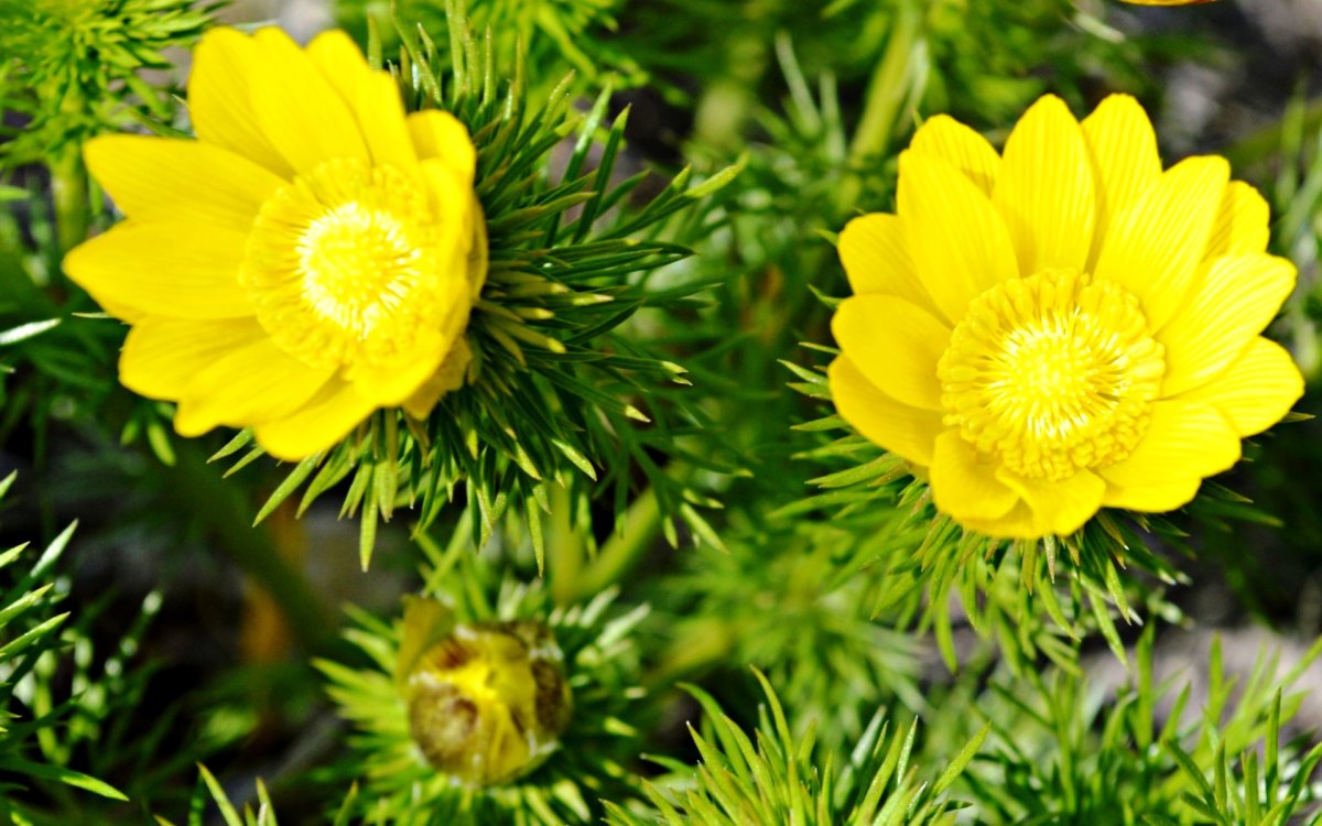 Адонис весенний горицвет