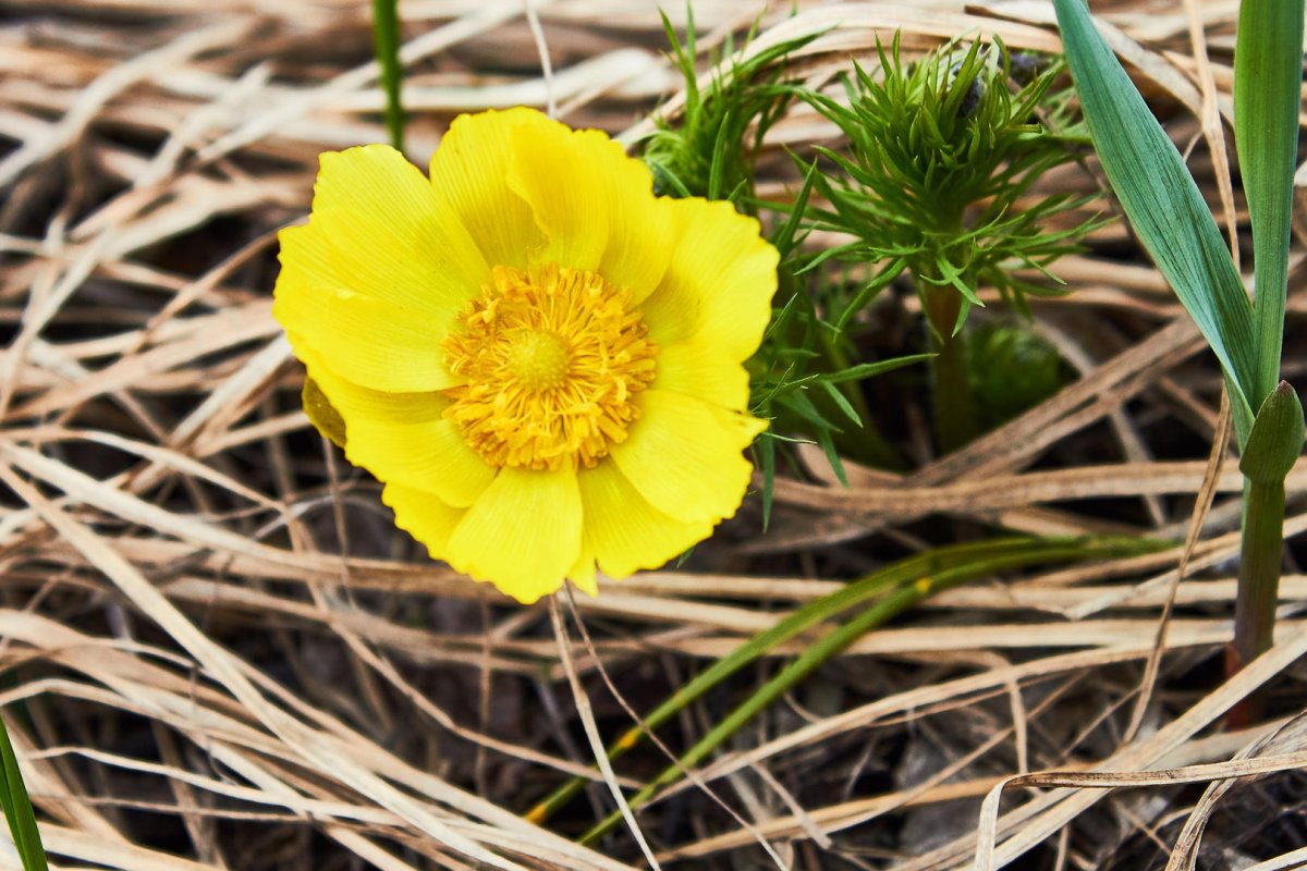 Адонис весенний