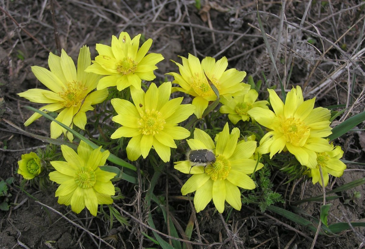 Адонис или горицвет