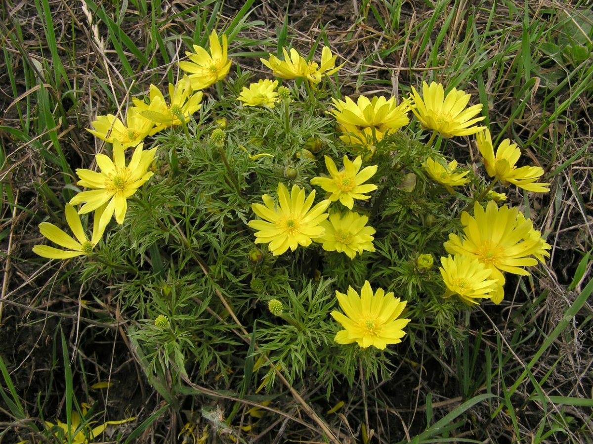 Адонис весенний (горицвет весенний)