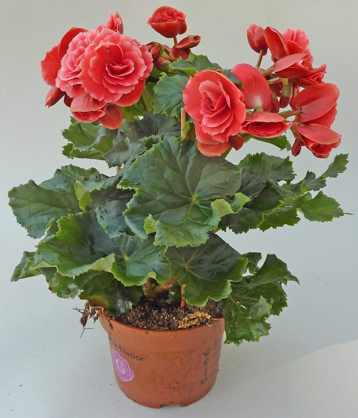 Бегунья цветок