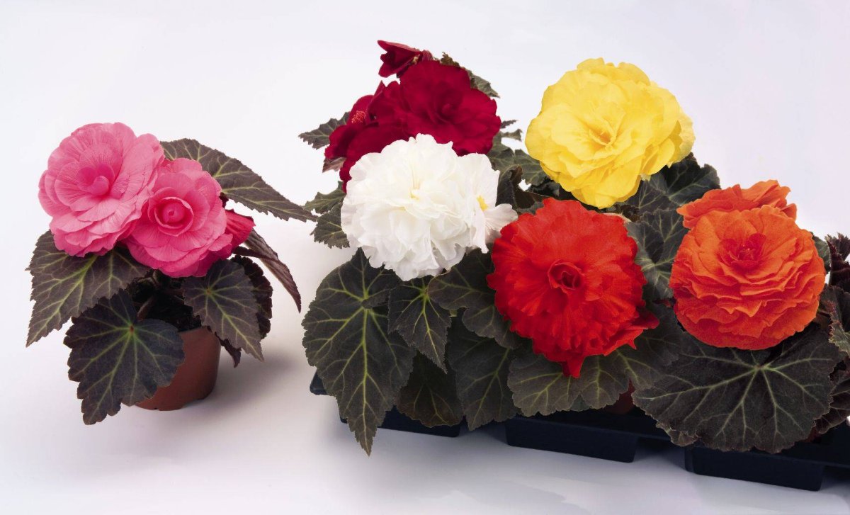 Бегония комнатная клубневая