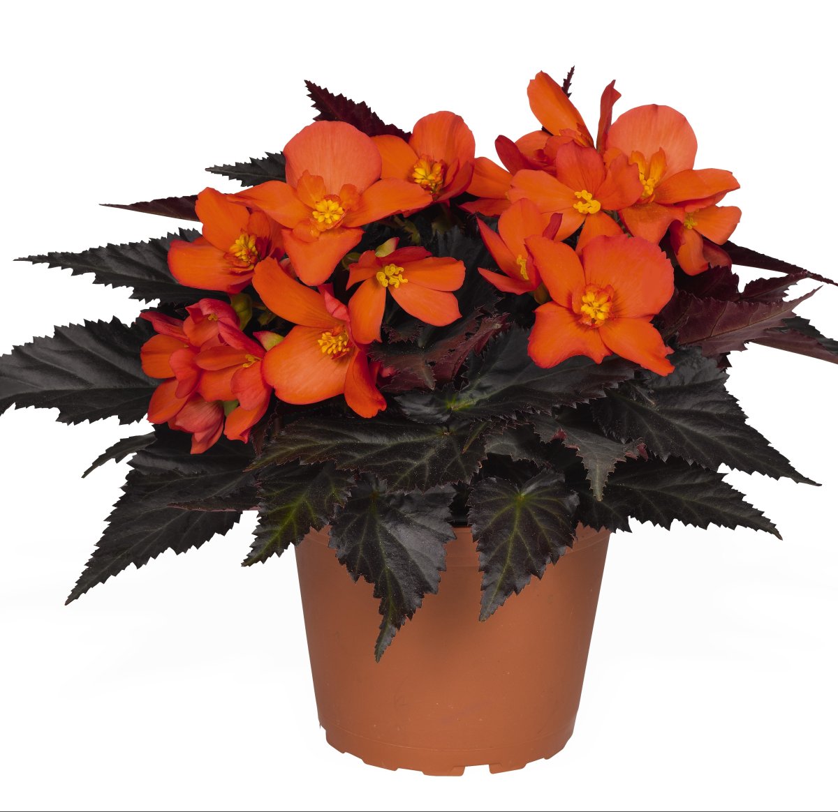 Бегония Икония Санрайз