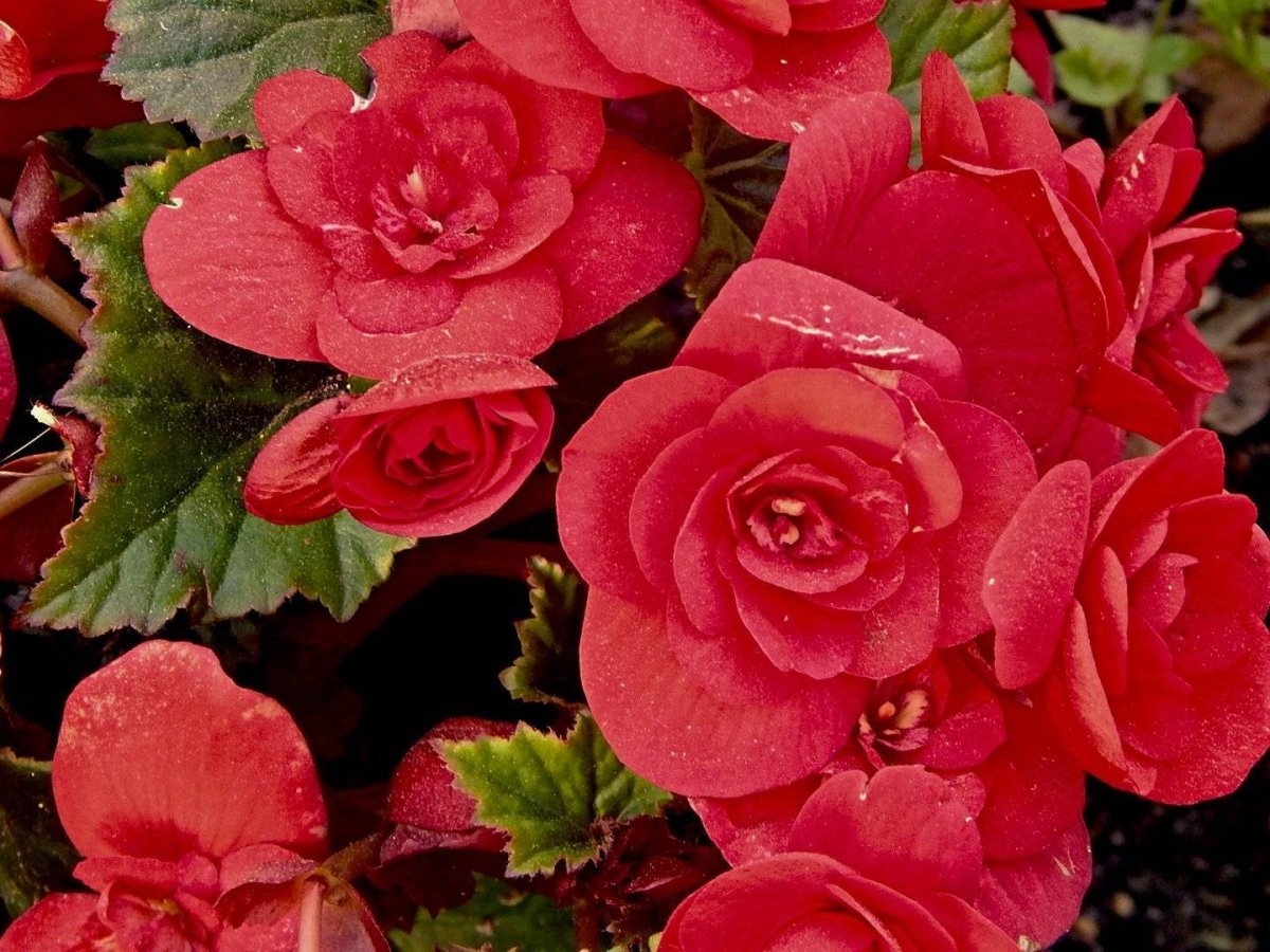 Бегония амбергибрид красная