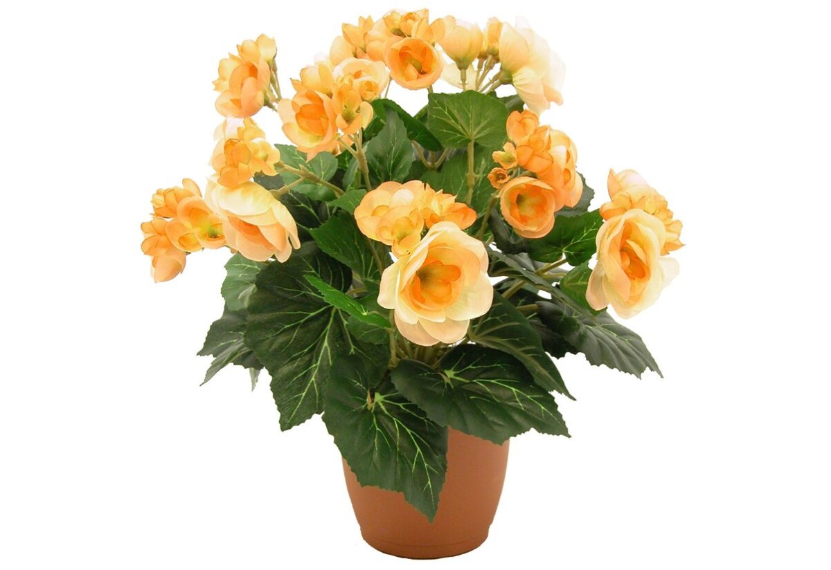 Бегонии Элатиор карнавал