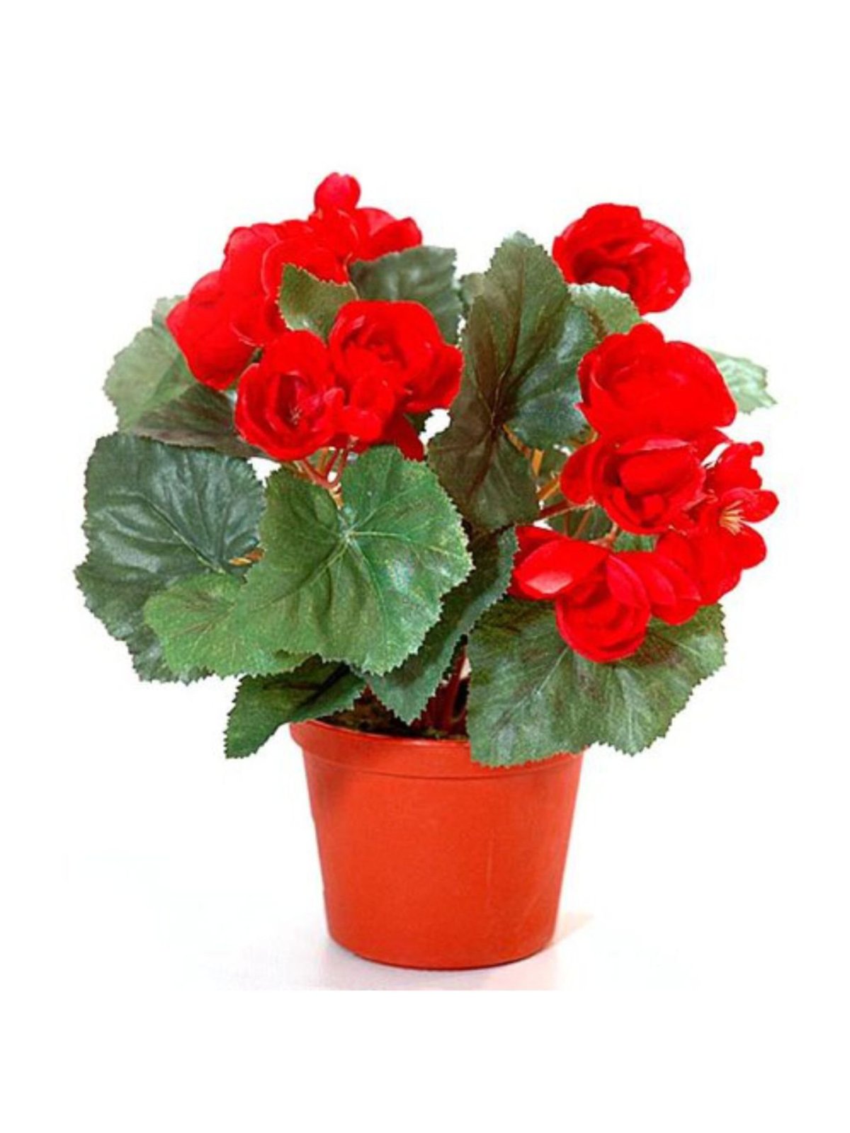 Бегония красная