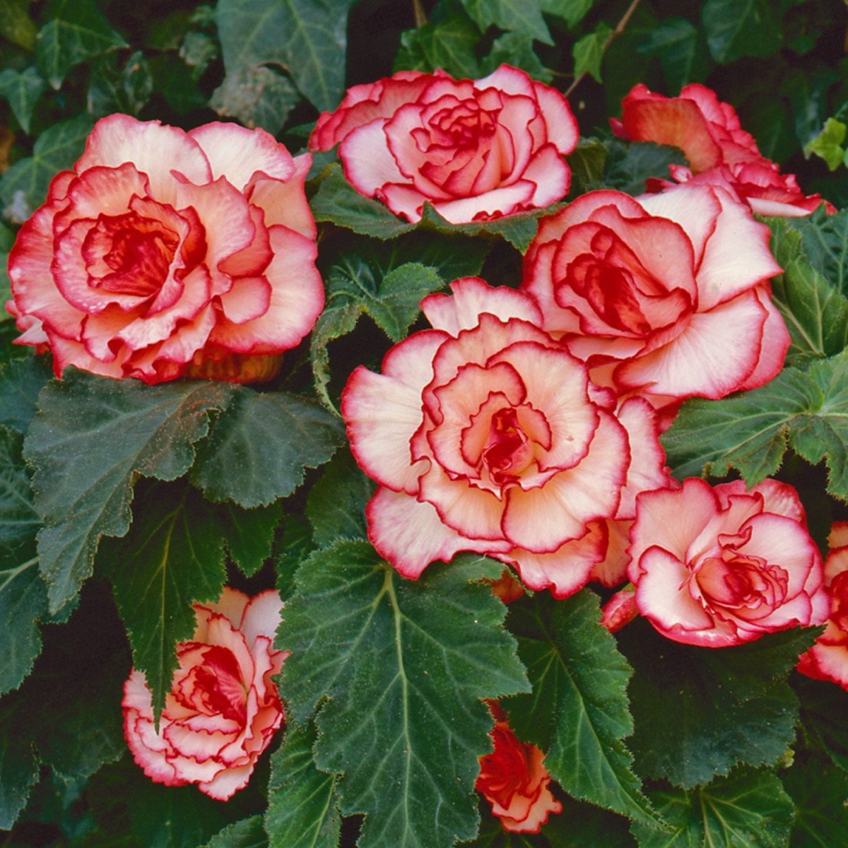 Бегония Пикоти бело-красная