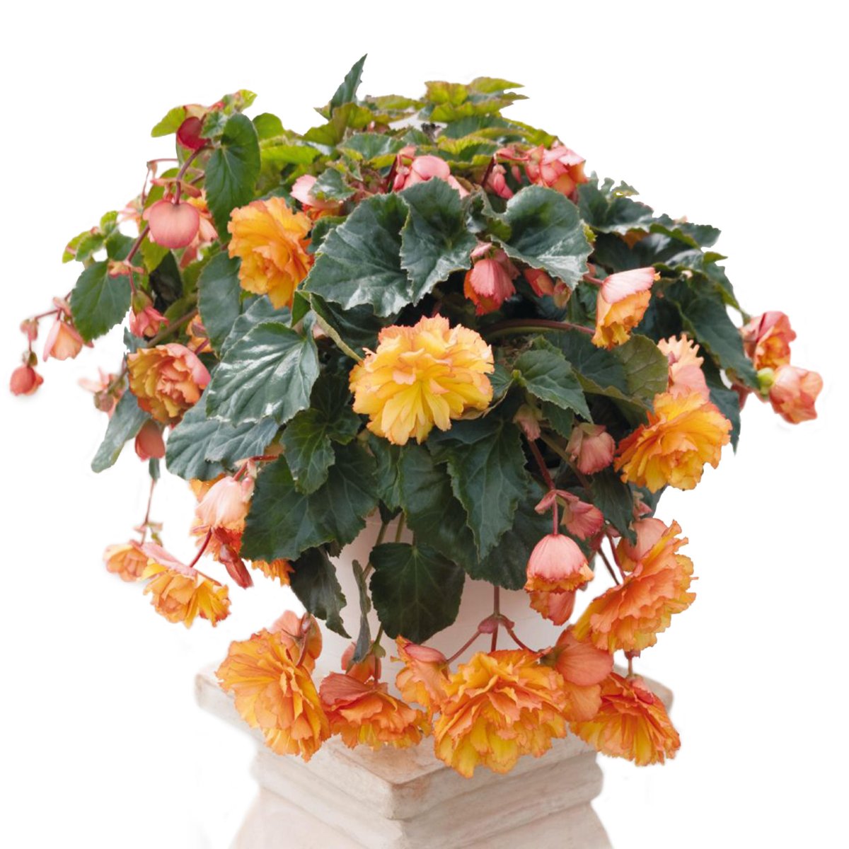 Бегония illumination Golden Picotee