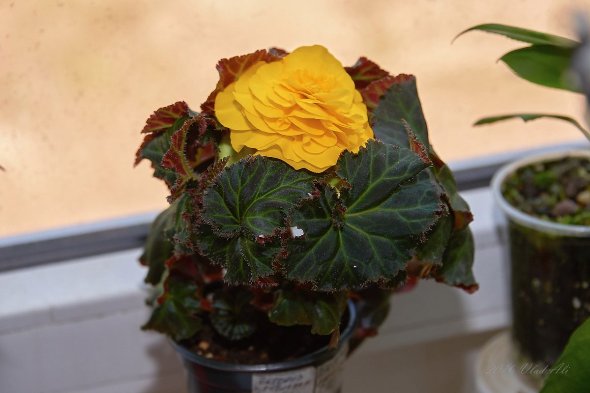 Бегония комнатная клубневая