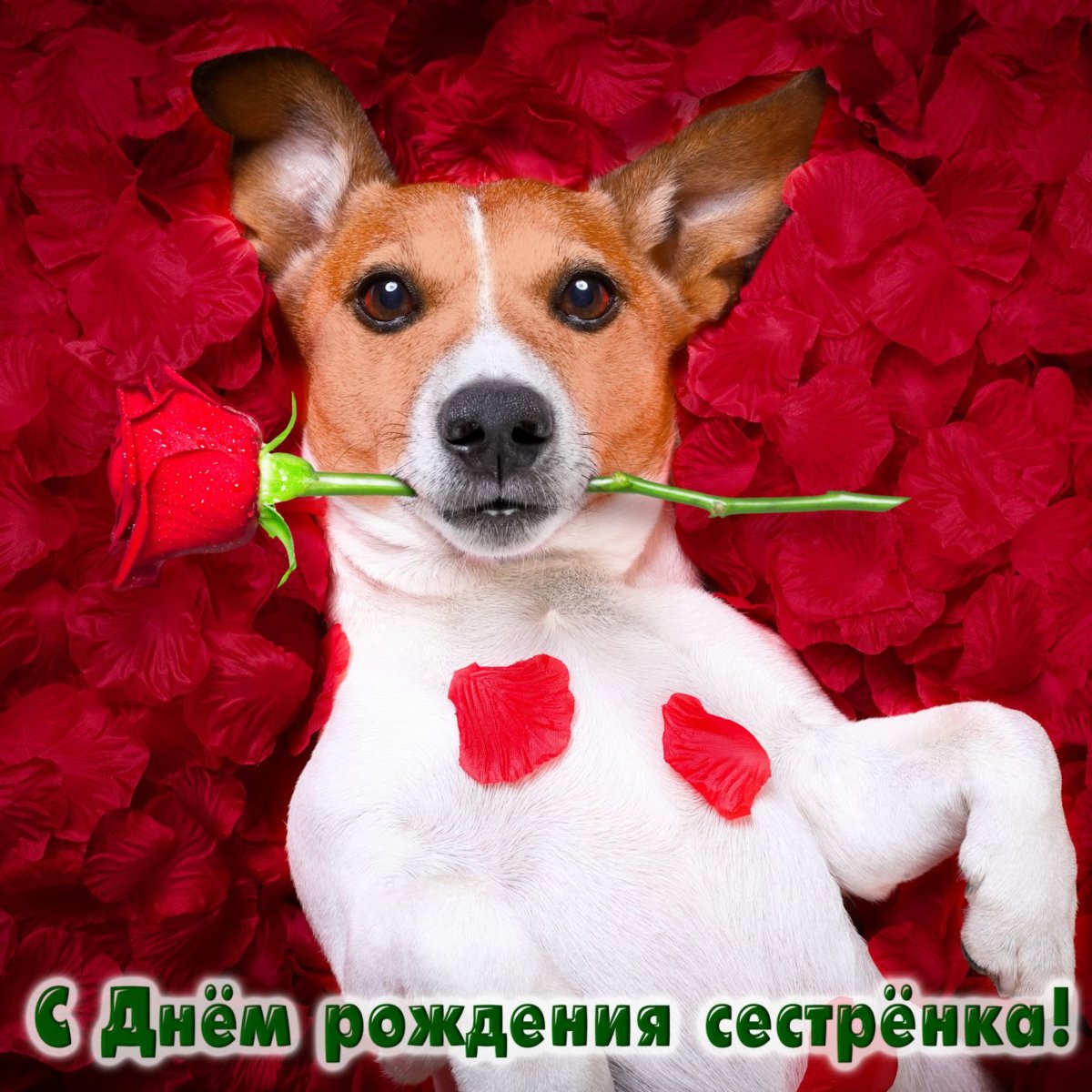 Джек Рассел собака