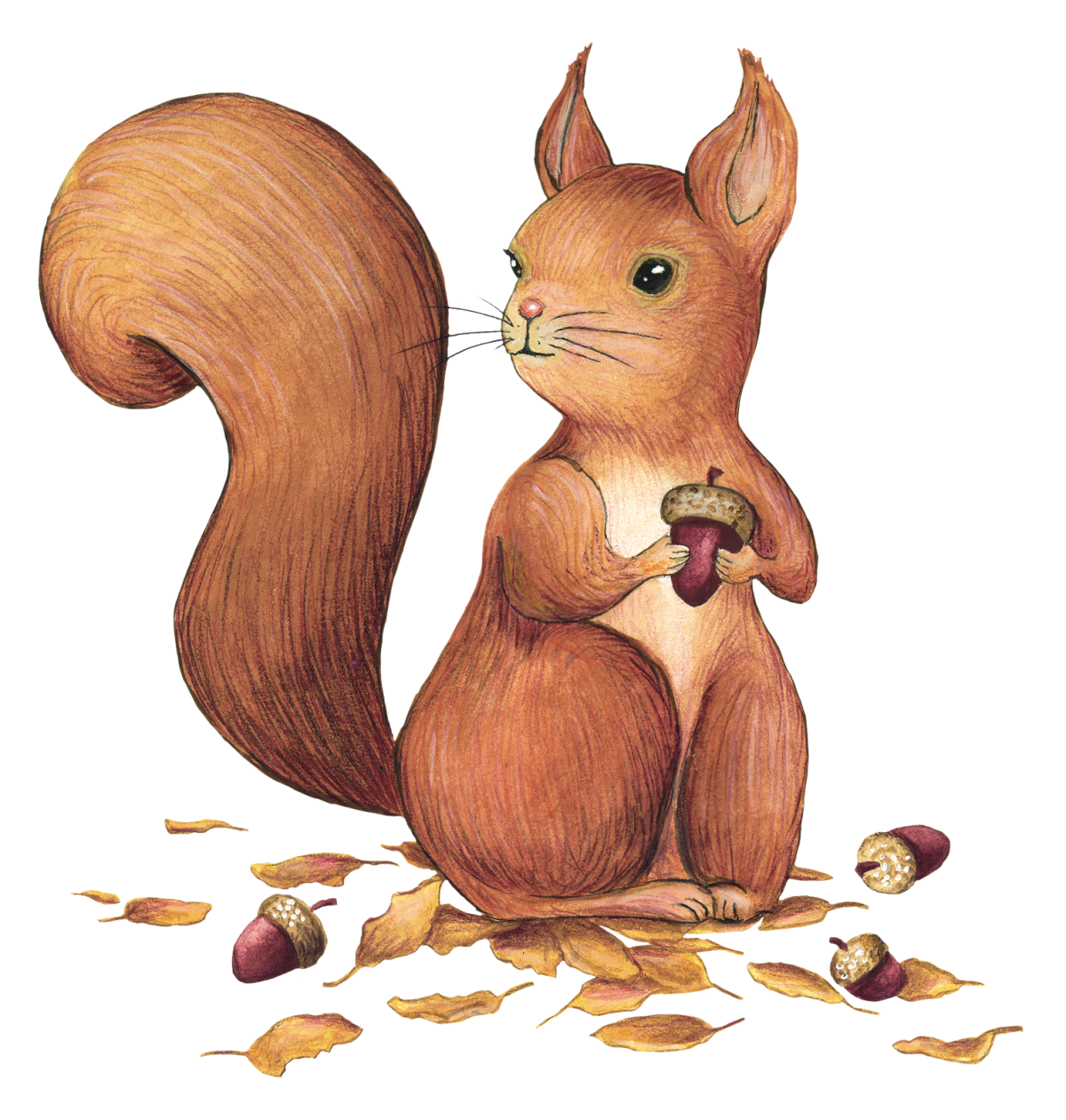 Белочка с цветами рисунок